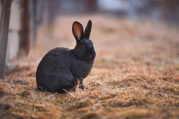 Portrait of the beautiful domesticated, cute and fluffy easter black bunny or rabbit on the pasture...