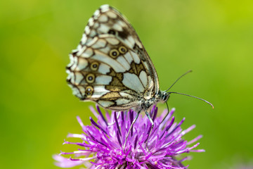 Fototapeta na wymiar butterfly on a flower