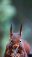 Red squirrel or Eurasian red squirre - ARDILLA ROJAl (Sciurus vulgaris)