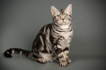 Obraz premium American shorthair cat on colored backgrounds
