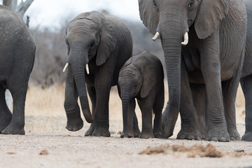 Elephant herd, elephant family in the wilderness © Ozkan Ozmen