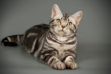Fototapeta na wymiar American shorthair cat on colored backgrounds