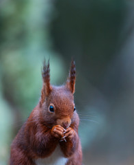 Red squirrel or Eurasian red squirre - ARDILLA ROJAl (Sciurus vulgaris)