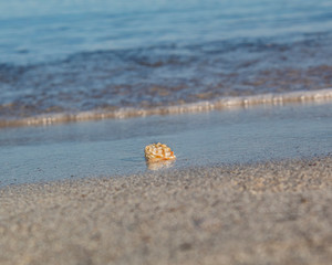 Naklejka premium caracola de mar sobre la arena junto a la orilla con olas de fondo