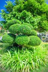 Beautiful garden in Phuket