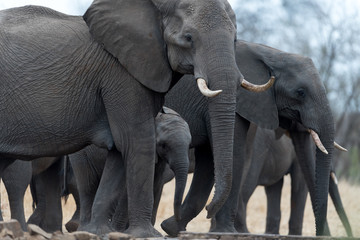 Obraz premium Elephant herd, elephant family in the wilderness