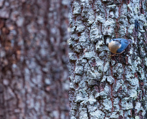 Eurasian nuthatch or wood nuthatch (Sitta europaea)