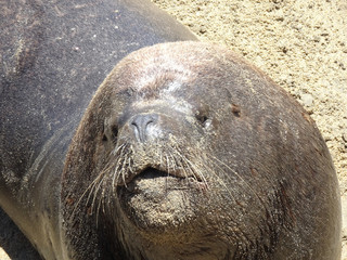 otarinos better known as sea lion