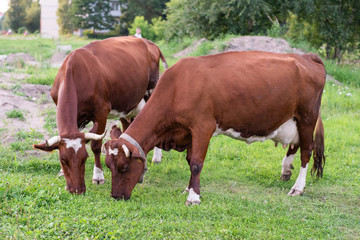 Fototapeta premium Cows are brown. In the city limits. Eat grass.