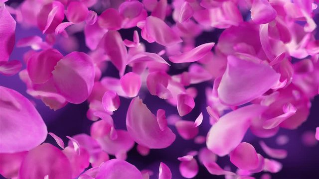 Pink Rose Petals falling loopable background in 4K