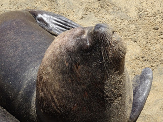 otarinos better known as sea lion