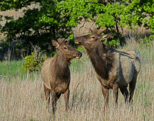 Naklejka na ściany i meble A Bull Elk in the Wichita Mountains