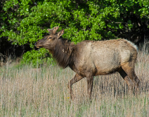 A Bull Elk in the Wichita Mountains