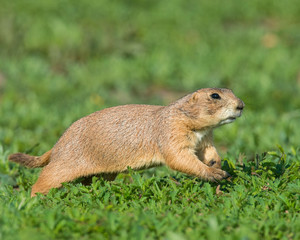 Black-tailed Prairie Dog