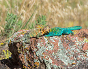 A pair of Eastern Collared Lizards