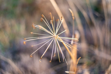 FLORES DE OTO&Ntilde;O ESPIGAS