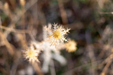 FLORES DE OTOÑO ESPIGAS