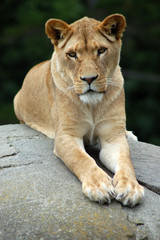 Naklejka na ściany i meble Beautiful portrait of a lioness sitting in repose