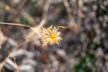FLORES DE OTOÑO ESPIGAS