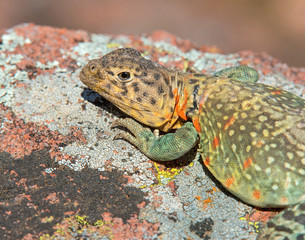 Female Eastern Collared Lizard