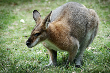 Obraz premium Wallaby in a park in Australia