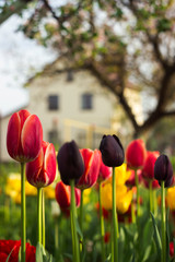Yellow, red and black tulips with fringe on the background of houses. Bright spring flowers grow...