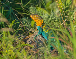 Male Eastern Collared Lizard