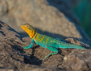 Male Eastern Collared Lizard