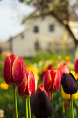 Yellow, red and black tulips with fringe on the background of houses. Bright spring flowers grow...