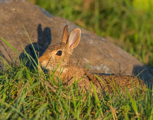 Cotton-tail Rabbit