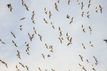 Birds in flight, freedom. Silhouette. Flock of birds.