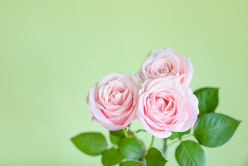 Rose roses on green background. Womens day concept. 8th march. Mothers day.