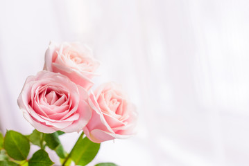 Rose roses on white background. Womens day concept. 8th march. Mothers day. Copy space.