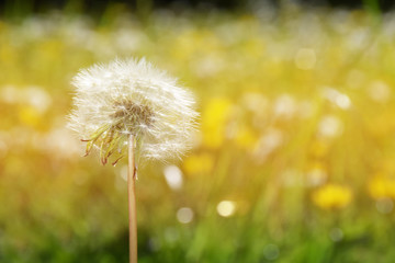 Beautiful dandelion seed head in the summer sunshine