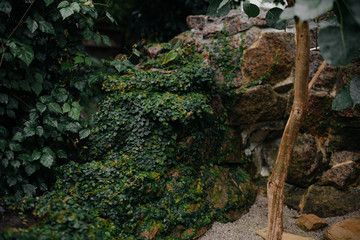 Thick thickets of plants in the greenhouse. Jungle, the screensaver