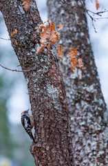 PICO MEDIANO - Middle spotted woodpecker (Dendrocoptes medius)