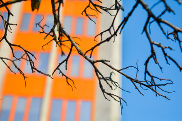 Branch of tree on background of part of urban future office building on blue sky