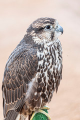 A bird of prey or raptor is a bird that hunts prey for food, using its beak and sharp claws. Image.