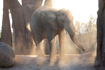 Fototapeta na wymiar Backlit elephant, image with a lot of detail.