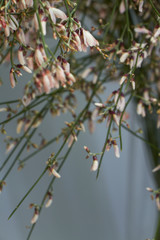 Close-up bouquet of light pink genista cytisus flowers in a glass vase. Selective focus.