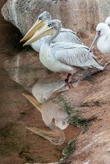 Pelicans and reflection of them in the river. Image.