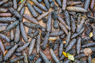 Fallen dry pine cones on ground with gravel in forest. Ground cover pine cones