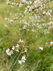 cherry blossom branch with grass background