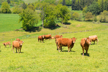 Fototapeta premium Landscape French Limousin with cows