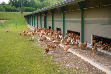 Free range chickens - 321930727