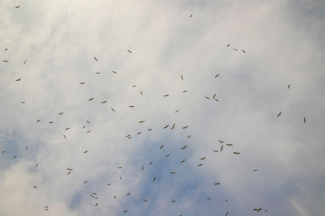 Birds in flight, freedom. Silhouette. Flock of birds.