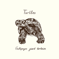 Tutles collection, Chelonoidis-nigra (Galápagos tortoise complex, Galápagos giant tortoise) front view hand drawn doodle, drawing sketch in gravure style, vector illustration
