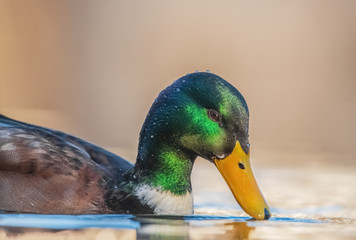 Schwimmende Ente im Sonnenschein