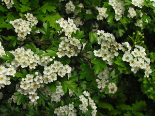Crataegus monogyna. detail of hawthorn bush, ohter common names oneseed hawthorn, or single-seeded hawthorn, white blossom of shrub, treating cardiac insufficiency, medicinal plant