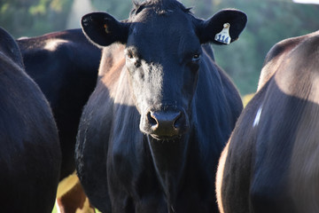 Curious farmed cows in a field on a sunny morning